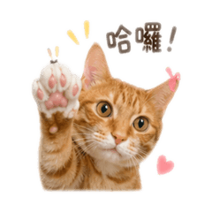 一隻大橘貓