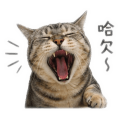 豹貓（一筒）
