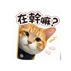 鐵鐵與球球