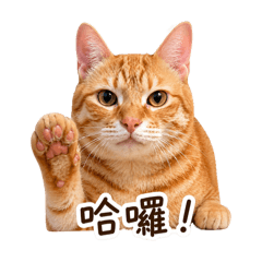 阿橘的日常1
