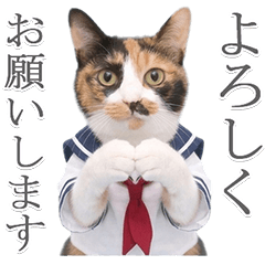 Useful! Calico Cat in a Sailor Uniform