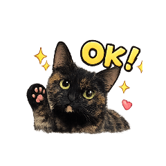 Simple Daily Tortoiseshell Cat Stickers
