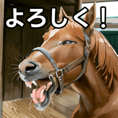 A chestnut racehorse yawning