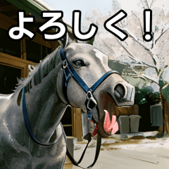 A gray racehorse yawning