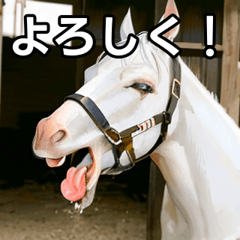 A white racehorse yawning