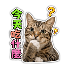 狸花貓柚子今天吃什麼？