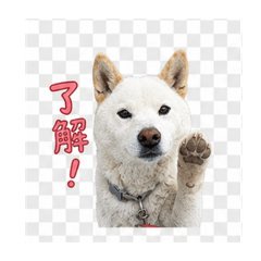 kakinotane_20260503163026