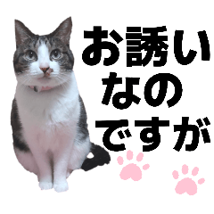 happycat_20260503182246