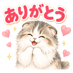 Miruku the Fluffy Cat