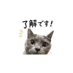 This Is My Cat...
