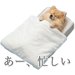 Stickers for Lazy Dogs