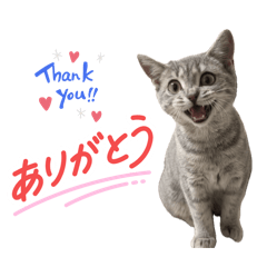 Lovely Cat Of Kiringa - Po Chan