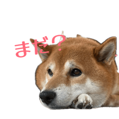 ryu_20260502212000