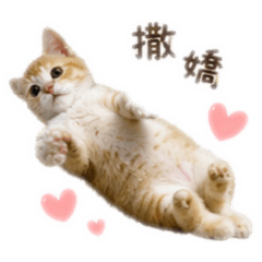 蔡橘子