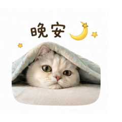 惦惦の可愛い姿
