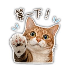 橘貓與虎斑