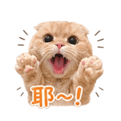 起司的點點滴滴