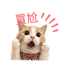 Chaddy小短腿2