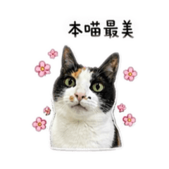 我有一隻貓叫錢錢