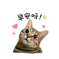 桂桂小虎斑