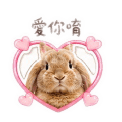 垂耳兔「奶茶」