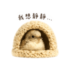 內向小雞一一的日常生活
