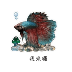 一群鬥魚