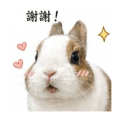 偷比偷偷賣萌