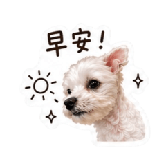 Taro dogggggg