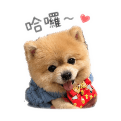 寶貝小弟子