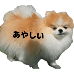 Kuma_20260430164004