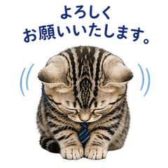 Neko Real Estate