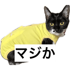 ri_chankawaii
