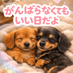 consideration Miniature Dachshund p