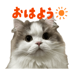 konatsu_20260502213335