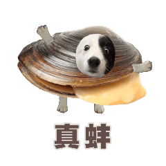 邊牧瓦特諧音梗｜第一彈