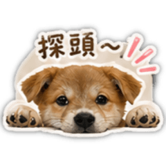 圓仔-日常用語
