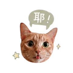 三隻貓貓的日常用語
