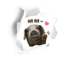 黑豬可愛