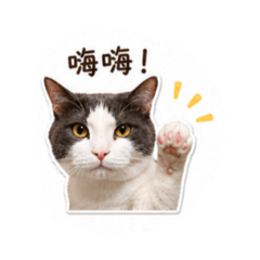 喵宿舍x有小六
