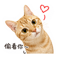 起司初登場