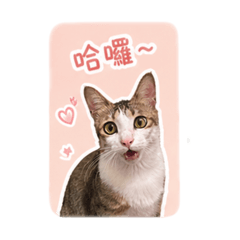島輝是隻貓～