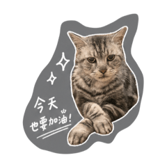 喵咪碎碎念