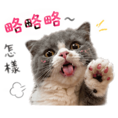 搞怪小咪咪