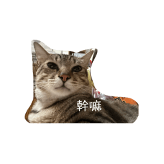我的寶寶們好愛你們