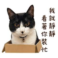 牛牛有話要說。
