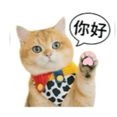 小虎04