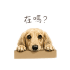 奶油臘腸狗Yibi