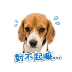 汪 米格魯2