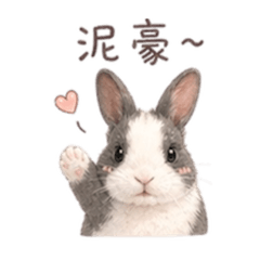 芝麻兔仔來報到